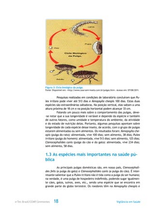 e-Tec Brasil/CEMF/Unimontes Vigilância em Saúde18
Figura 3: Ciclo biológico da pulga.
Fonte: Disponível em: <http://www.casa-sem-inseto.com.br/pulgas.htm>. Acesso em: 07/08/2011.
Pesquisas realizadas em condições de laboratório concluíram que Pu-
lex irritans pode viver até 513 dias e Xenopsylla cheopis 100 dias. Estas duas
espécies são extraordinárias saltadoras. Na posição vertical, elas saltam a uma
altura próxima de 18 cm e na posição horizontal podem alcançar 33 cm.
Falando um pouco mais sobre o comportamento das pulgas, deve-
-se notar que a sua longevidade é variável e depende da espécie e também
de outros fatores, como umidade e temperatura do ambiente, da atividade
e do estado de nutrição delas. Portanto, algumas pesquisas apontam sobre
longevidade de cada espécie desse inseto, de acordo, com o grupo de pulgas
estarem alimentadas ou sem alimentos. Os resultados foram: Xenopsylla che-
opis (pulga do rato): alimentada, vive 100 dias; sem alimento, 38 dias; Pulex
irritans (pulga do homem): alimentada, vive 513 dias; sem alimento, 125 dias;
Ctenocephalides canis (pulga do cão e do gato): alimentada, vive 234 dias;
sem alimento, 58 dias.
1.3 As espécies mais importantes na saúde pú-
blica
As principais pulgas domésticas são, em nosso país, Ctenocephali-
des felis (a pulga do gato) e Ctenocephalides canis (a pulga do cão). É inter-
resante salientar que a Pulex irritans não é tida como a pulga do ser humano;
na verdade, é uma pulga de hospedeiro indefinido, podendo sugar igualmen-
te cães, gatos, suínos, aves, etc., sendo uma espécie que se encontra em
grande parte do globo terrestre. Os roedores têm na Xenopsylla cheopis e
 