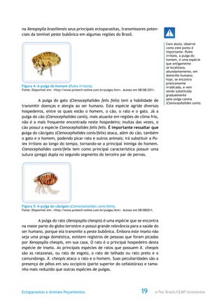 e-Tec Brasil/CEMF/UnimontesEctoparasitas e Animais Peçonhentos 19
na Xenopsylla brasiliensis seus principais ectoparasitas, transmissores poten-
ciais da temível peste bubônica em algumas regiões do Brasil.
Figura 4: A pulga do homem (Pulex irritans).
Fonte: Disponível em: <http://www.protech-online.com.br/pulgas.htm>. Acesso em 08/08/2011.
A pulga do gato (Ctenocephalides felis felis) tem a habilidade de
transmitir doenças e alergia ao ser humano. Esta espécie agride diversos
hospedeiros, entre os quais estão o homem, o cão, o rato e o gato. Já a
pulga do cão (Ctenocephalides canis), mais atuante em regiões de clima frio,
não é a mais frequente encontrada neste hospedeiro; muitas das vezes, o
cão possui a espécie Ctenocephalides felis felis. É importante ressaltar que
pulga do cão/gato (Ctenocephalides canis/felix) ataca, além do cão, também
o gato e o homem, podendo picar rato e outros animais; irá substituir a Pu-
lex irritans ao longo do tempo, tornando-se a principal inimiga do homem.
Ctenocephalides canis/felix tem como principal característica possuir uma
sutura (prega) dupla no segundo segmento do terceiro par de pernas.
Figura 5: A pulga do cão/gato (Ctenocephalides canis/felix).
Fonte: Disponível em: <http://www.protech-online.com.br/pulgas.htm>. Acesso em 08/082011.
A pulga do rato (Xenopsylla cheopis) é uma espécie que se encontra
na maior parte do globo terrestre e possui grande relevância para a saúde do
ser humano, porque ela transmite a peste bubônica. Embora este inseto não
seja uma praga doméstica, existem registros de pessoas que foram picadas
por Xenopsylla cheopis, em sua casa. O rato é o principal hospedeiro desta
espécie de inseto. As principais espécies de ratos que possuem X. cheopis
são as ratazanas, ou rato de esgoto, o rato de telhado ou rato preto e o
camundongo. X. cheopis ataca o rato e o homem. Suas peculiaridades são a
presença de pêlos em seu occipício (parte superior do cefalotórax) e tama-
nho mais reduzido que outras espécies de pulgas.
Caro aluno, observe
como este ponto é
importante: Pulex
irritans, a pulga do
homem, é uma espécie
que antigamente
se localizava,
abundantemente, em
domicílio humano;
hoje, se encontra
praticamente
irradicada, e vem
sendo substituída
gradualmente
pela pulga canina
(Ctenocephalides canis).
 