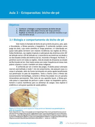 e-Tec Brasil/CEMF/UnimontesEctoparasitas e Animais Peçonhentos
AULA 1
Alfabetização Digital
25
Aula 3 – Ectoparasitas: bicho-de-pé
Objetivos
1.	 Conhecer a biologia e comportamento do bicho-de-pé;
2.	 Oferecer uma visão sobre sintomas de Tunga penetran;
3.	 Explicar os métodos de prevenção e de controle mecânico e quí-
mico de bicho-de-pé.
3.1 Biologia e comportamento do bicho de pé
Este inseto é chamado de bicho-do-pé ou bicho do porco, pois, após
a fecundação, a fêmea parasita o hospedeiro. É conhecido também como
pulga da areia, cujo nome científico é Tunga penetran, e é distribuído em
quase todo globo terrestre com maiores incidências nas regiões da África,
Índias Ocidentais, nas regiões tropicais e subtropicais das Américas entre 30o
de latitude norte e 30o
de latitude sul. A ocorrência nas Américas vai desde o
sul dos Estados Unidos até América do Sul, incluindo o Paraguai. No Brasil, T.
penetran ocorre em todas as regiões, indo do estado do Amazonas ao estado
do Rio Grande do Sul. Este inseto existe com maior frequência em áreas mais
pobres urbanas e rurais e também em áreas indígenas.
É conhecida por ser a menor das pulgas. O adulto possui coloração
marrom avermelhada e mede 1 mm de comprimento, não possuem asas e o
corpo é achatado, além da fronte terminando em ponta aguda beneficiando
sua penetração na pele do hospedeiro. Tanto o macho como a fêmea são
exclusivamente hematófagos, somente a fêmea fecundada vira um parasita
intracutâneo permanente. Pelo meio de seu aparelho bucal, a fêmea grá-
vida possui a capacidade de perfurar a pele e alojar no hospedeiro (porco,
homem e outros mamíferos) para se alimentar do sangue. Esta espécie é
endêmica e uma grave questão de saúde pública.
Figura 11: Fronte em ponta aguda de Tunga penetrans favorece sua penetração na
pele do hospedeiro.
Fonte: Disponível em: <http://www.google.com.br/imgres?imgurl=http://www.portalsaofrancisco.com.br/
alfa/bicho-de-pe/imagens/bicho-de-pe-1.jpg&imgrefurl=http://www.portalsaofrancisco.com.br/alfa/bicho-
de-pe/&usg=__4K2y-M0s1QgrOgWiCjUunU3WLPo=&h=222&w=250&sz=9&hl=pt-BR&start=1&zoom=1&tbnid=
CtxHGj7TZU4XWM:&tbnh=99&tbnw=111&ei=Iy57TvqkIMytgQfp3ozJAQ&prev=/images%3Fq%3Dfoto%2BTunga
%2Bpenetrans%26hl%3Dpt-BR%26sa%3DX%26tbm%3Disch&itbs=1>. Acesso em 11/08/2011.
 