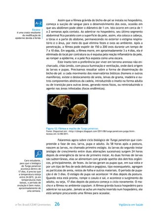 e-Tec Brasil/CEMF/Unimontes Vigilância em Saúde26
Assim que a fêmea grávida do bicho-de-pé se instala no hospedeiro,
começa a sucção de sangue para o desenvolvimento dos ovos, ocasião em
que seu abdômen pode obter o diâmetro de 1 cm. Isto ocorre em cerca de 1
a 2 semanas após contato. Ao adentrar no hospedeiro, seu último segmento
abdominal fica paralelo com a superfície da pele, assim, ela coloca a cabeça,
o tórax e a parte do abdome, permanecendo no exterior o estigma respira-
tório e o ânus, por meio do qual elimina fezes e ovos ao ambiente. Após a
penetração, a fêmea pode expelir de 150 a 200 ovos durante um tempo de
7 a 10 dias. Em seguida, a fêmea morre, em aproximadamente 3 a 4 dias, ela é
eliminada do local por contratura ou é expulsa pela reação inflamatória da pele,
ao romper a epiderme, e a pele fica exposta como uma escara.
Este inseto tem a preferência por viver em terreno arenoso não en-
charcado, chão úmido, com pouca iluminação e ventilação, onde dará origem
às larvas e pupas. Precisamos ressaltar sobre a forma de disseminação do
bicho-de–pé: a cada movimento dos reservatórios bióticos (homens e outros
mamíferos), existe o deslocamento de areia, leivas de grama, madeira e ou-
tros componentes abióticos da cadeia, introduzindo o inseto na forma adulta
ou de transição para outras áreas, gerando novos focos, ou reintroduzindo o
agente nas áreas infestadas (focos endêmicos).
Figura 12: Fêmea e macho de Tunga penetran.
Fonte: Disponível em: <http://cblogvs.blogspot.com/2011/08/tunga-penetrans-pulga.html>.
Acesso em 12/08/2011.
Falaremos agora sobre ciclo biológico de Tunga penetran que com-
preende a fase de ovo, larva, pupa e adulto. Às 58 horas após a postura,
nascem as larvas, no chamado primeiro estágio. As larvas do segundo instar
(estágio de crescimento entre duas alterações sucessivas) surgem 24 horas
depois da emergência da larva de primeiro instar. As duas formas de larvas
são subterrâneas, elas se alimentam com grande apetite dos detritos orgâni-
cos, principalmente, de fezes. As larvas geram as pupas que, em sua volta e
por um tipo de fios de seda delicado e pegajoso, tipo exoesqueleto, agregam
as partículas de areia, restos de folha e outros materiais. O período de pupa-
ção é de 3 dias. O estágio de pupa vai acontecer 14 dias depois da postura.
Quando esta está pronta, rompe o casulo e sai, e acontece o surgimento do
adulto, ou seja, 17 dias depois da postura começa o ciclo novamente. O ma-
cho e a fêmea no ambiente copulam. A fêmea grávida busca hospedeiro para
adentrar na sua pele. Jamais se acha um macho inserido num hospedeiro, ele
está sempre procurando uma fêmea para acasalar.
Escara:
é uma crosta resultante
da modificação da
epiderme devida à ferida
Caro estudante,
para que o biológico
de Tunga penetran
aconteça dentro de
17 dias, é preciso que
a temperatura esteja
entre 24-260
C; já em
temperaturas mais
baixas, o período de
ovulação é bem maior,
aproximadamente de
uma semana.
 