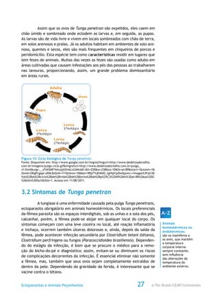 e-Tec Brasil/CEMF/UnimontesEctoparasitas e Animais Peçonhentos 27
Assim que os ovos de Tunga penetran são expelidos, eles caem em
chão úmido e sombreado onde eclodem as larvas e, em seguida, as pupas.
As larvas são de vida livre e vivem em locais sombreados com chão de terra,
em solos arenosos e praias. Já os adultos habitam em ambientes de solo are-
noso, quentes e secos, eles são mais frequentes em chiqueiros de porcos e
peridomícilio. Esta espécie tem como características residir em lugares que
tem fezes de animais. Muitas das vezes as fezes são usadas como adubo em
áreas cultivadas que causam infestações aos pés das pessoas ao trabalharem
nas lavouras, proporcionando, assim, um grande problema domissanitário
em áreas rurais.
Figura 13: Ciclo biológico de Tunga penetran.
Fonte: Disponível em: http://www.google.com.br/imgres?imgurl=http://www.dedetizadorailha.
com.br/imagens/pulga-ciclo.gif&imgrefurl=http://www.dedetizadorailha.com.br/pulga_
s1.html&usg=__v7nIl5MFYeIcqijtOmkcxC6NubE=&h=250&w=238&sz=10&hl=pt-BR&start=1&zoom=1&
tbnid=OKgPcgapr-aflM:&tbnh=111&tbnw=106&ei=9Rp7TuD4IdO_tgf4pYjyDw&prev=/images%3Fq%3D
foto%2Bdo%2Bciclo%2Bde%2Bvida%2Bde%2Bbicho%2Bde%2Bp%25C3%25A9%26hl%3Dpt-BR%26sa%3DG
%26tbm%3Disch&itbs=1. Acesso em 11/08/2011.
3.2 Sintomas de Tunga penetran
A tungíase é uma enfermidade causada pela pulga Tunga penetrans,
ectoparasito obrigatório em animais homeotérmicos. Os locais preferenciais
da fêmea parasita são os espaços interdigitais, sob as unhas e a sola dos pés,
calcanhar, porém, a fêmea pode-se alojar em qualquer local do corpo. Os
sintomas começam com uma leve coceira no local, até reação inflamatória
e inchaço, ocorrem também úlceras dolorosas e, ainda, depois da saída da
fêmea, pode acontecer infecção secundária por Clostridium tetani (tétano),
Clostridium perfringens ou fungos (Paracoccidioides brasiliensis). Dependen-
do do estágio da infecção, é bom que se procure o médico para a remo-
ção do bicho-do-pé e diagnóstico; assim, evitam-se ou diminuem os riscos
de complicações decorrentes da infecção. É essencial eliminar não somente
a fêmea, mas, também que seus ovos sejam completamente extraídos de
dentro da pele. Dependendo da gravidade da ferida, é interessante que se
vacine contra o tétano.
Animais
homeotérmicos ou
endotérmicos:
são os mamíferos e
as aves, que mantêm
a temperatura
corporal interna
sempre constante,
sem influência
das alterações da
temperatura do
ambiente externo.
 