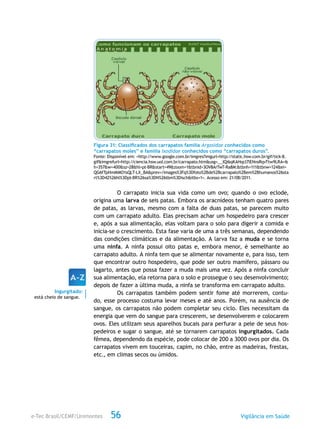 e-Tec Brasil/CEMF/Unimontes Vigilância em Saúde56
Figura 31: Classificados dos carrapatos família Argasidae conhecidos como
“carrapatos moles” e família Ixodidae conhecidos como “carrapatos duros”.
Fonte: Disponível em: <http://www.google.com.br/imgres?imgurl=http://static.hsw.com.br/gif/tick-8.
gif&imgrefurl=http://ciencia.hsw.uol.com.br/carrapato.htm&usg=__IQi6qKAHqcl7lENnsRqvTtw9LRA=&
h=357&w=400&sz=28&hl=pt-BR&start=49&zoom=1&tbnid=3OV8ArTwT-Ra8M:&tbnh=111&tbnw=124&ei=
QG6fTpHmMMO1sQLT-LX_BA&prev=/images%3Fq%3Dfoto%2Bde%2Bcarrapato%2Bem%2Bhumanos%26sta
rt%3D42%26hl%3Dpt-BR%26sa%3DN%26tbm%3Disch&itbs=1>. Acesso em: 21/08/2011.
O carrapato inicia sua vida como um ovo; quando o ovo eclode,
origina uma larva de seis patas. Embora os aracnídeos tenham quatro pares
de patas, as larvas, mesmo com a falta de duas patas, se parecem muito
com um carrapato adulto. Elas precisam achar um hospedeiro para crescer
e, após a sua alimentação, elas voltam para o solo para digerir a comida e
inicia-se o crescimento. Esta fase varia de uma a três semanas, dependendo
das condições climáticas e da alimentação. A larva faz a muda e se torna
uma ninfa. A ninfa possui oito patas e, embora menor, é semelhante ao
carrapato adulto. A ninfa tem que se alimentar novamente e, para isso, tem
que encontrar outro hospedeiro, que pode ser outro mamífero, pássaro ou
lagarto, antes que possa fazer a muda mais uma vez. Após a ninfa concluir
sua alimentação, ela retorna para o solo e prossegue o seu desenvolvimento;
depois de fazer a última muda, a ninfa se transforma em carrapato adulto.
Os carrapatos também podem sentir fome até morrerem, contu-
do, esse processo costuma levar meses e até anos. Porém, na ausência de
sangue, os carrapatos não podem completar seu ciclo. Eles necessitam da
energia que vem do sangue para crescerem, se desenvolverem e colocarem
ovos. Eles utilizam seus aparelhos bucais para perfurar a pele de seus hos-
pedeiros e sugar o sangue, até se tornarem carrapatos ingurgitados. Cada
fêmea, dependendo da espécie, pode colocar de 200 a 3000 ovos por dia. Os
carrapatos vivem em touceiras, capim, no chão, entre as madeiras, frestas,
etc., em climas secos ou úmidos.
Ingurgitado:
está cheio de sangue.
 