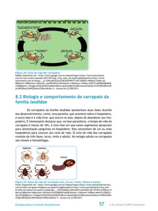 e-Tec Brasil/CEMF/UnimontesEctoparasitas e Animais Peçonhentos 57
Figura 32: Ciclo de vida dos carrapatos.
Fonte: Disponível em: <http://www.google.com.br/imgres?imgurl=http://www.losrochame.
com.br/wp-content/uploads/2011/04/img_ciclo_vida_carrapato.gif&imgrefurl=http://www.
losrochame.com.br/&usg=__zL-GfRuzMTvpum27oR3eOX4PsYY=&h=500&w=400&sz=23&hl=pt-
BR&start=189&zoom=1&tbnid=_qztWPdZOvLfXM:&tbnh=130&tbnw=104&ei=GXGfTrukE8SNsQKM4M
mZBQ&prev=/images%3Fq%3Dfoto%2Bde%2Bcarrapato%2Bem%2Bhumanos%26start%3D168%26hl%3D
pt-BR%26sa%3DN%26tbm%3Disch&itbs=1>. Acesso em 22/08/2011.
8.2 Biologia e comportamento do carrapato da
família Ixodidae
Os carrapatos da família Ixodidae apresentam duas fases durante
seu desenvolvimento, como: uma parasita, que acontece sobre o hospedeiro,
e outra fase é a vida livre, que ocorre no solo, depois de abandonar seu hos-
pedeiro. É interessante destacar que, na fase parasitária, o tempo de vida do
carrapato é menos de 10%, é uma fase em que esses organismos apropriam
para alimentação sanguínea no hospedeiro. Eles necessitam de um ou mais
hospedeiros para concluir seu ciclo de vida. O ciclo de vida dos carrapatos
consiste de três fases: larva, ninfa e adulto. No estágio adulto os carrapatos
são móveis e hematófagos.
Figura 33: Fases de vida do carrapato ovos, larvas, ninfas, fêmea e macho .
Fonte: Disponível em: <http://www.google.com.br/imgres?imgurl=http://www.portalsaofrancisco.
com.br/alfa/carrapato/imagens/carrapato12.jpg&imgrefurl=http://www.portalsaofrancisco.com.
br/alfa/carrapato/carrapato-2.php&usg=__sVUcN3MuQ-tqfNLbIHYvs4nbSQ4=&h=257&w=250&sz=12
&hl=pt-BR&start=66&zoom=1&tbnid=2sn55QdDOFUdOM:&tbnh=112&tbnw=109&ei=M4mfTu33BqTls
QLvlsCUBQ&prev=/images%3Fq%3Dfoto%2Bde%2Bcarrapato%2Bem%2Bhumanos%26start%3D63%26hl
%3Dpt-BR%26sa%3DN%26tbm%3Disch&itbs=1>. Acesso em 23/08/2011.
 
