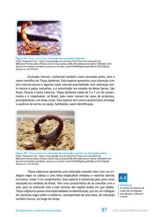 e-Tec Brasil/CEMF/UnimontesEctoparasitas e Animais Peçonhentos 87
Figura 49: Tityus serrulatus chamado de escorpião amarelo.
Fonte: Disponível em: <http://www.google.com.br/search?q=Tityus+serrulatus&hl=pt-
BR&client=firefox-a&hs=PtC&sa=G&rls=org.mozilla:pt-BR:official&channel=s&biw=1024&bih=610
&prmd=imvns&tbm=isch&tbo=u&source=univ&ei=zJeuTrO7MMi9gAforpyKCQ&ved=0CCUQsAQ>.
Acesso em 22/10/2011.
Escorpião marrom, conhecido também como escorpião preto, tem o
nome científico de Tityus bahiensis. Esta espécie apresenta uma coloração com
tom marrom-escuro e algumas vezes marrom-avermelhado, tem coloração mui-
to escura e patas castanhas, e é encontrada nos estados de Minas Gerais, São
Paulo, Paraná e Santa Catarina. Tityus bahiensis mede de 5 a 7 cm de compri-
mento e é responsável, no Brasil, pelo maior número de casos de acidentes,
principalmente, em áreas rurais. Esta espécie tem como característica principal
a ausência de serras na cauda, facilitando, assim identificação.
Figura 50: Tityus bahiensis chamado de escorpião marrom ou escorpião preto.
Fonte: Disponível em: <http://www.google.com.br/search?q=Tityus+serrulatus&hl=pt-
BR&client=firefox-a&hs=PtC&sa=G&rls=org.mozilla:pt-BR:official&channel=s&biw=1024&bih=610
&prmd=imvns&tbm=isch&tbo=u&source=univ&ei=zJeuTrO7MMi9gAforpyKCQ&ved=0CCUQsAQ>.
Acesso em: 22/10/2011.
Tityus stigmurus apresenta uma coloração amarelo-claro com um tri-
ângulo negro na cabeça e uma faixa longitudinal mediana e manchas laterais
no tronco, mede 7 cm comprimento. Esta espécie é conhecida pelo povo como
escorpião do nordeste do Brasil. Tem uma característica de se camuflar com o
solo, para se confundir com o solo arenoso das regiões áridas em que habita.
Tityus stigmurus possui uma especialidade na identificação, por ter um triângulo
de coloração negra sobre o celotórax, acompanhado de uma faixa, de coloração
também escura, ao longo do corpo.
Celotórax:
é a parte da maioria do
corpo dos artrópodes
que agrupa a cabeça e
o tórax
 