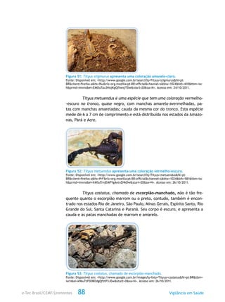 e-Tec Brasil/CEMF/Unimontes Vigilância em Saúde88
Figura 51: Tityus stigmurus apresenta uma coloração amarelo-claro.
Fonte: Disponível em: <http://www.google.com.br/search?q=Tityus+stigmurus&hl=pt-
BR&client=firefox-a&hs=f6u&rls=org.mozilla:pt-BR:official&channel=s&biw=1024&bih=610&tbm=isc
h&prmd=imvns&ei=EMOuTuu3HojKgQfhwsjTDw&start=20&sa=N>. Acesso em: 24/10/2011.
Tityus metuendus é uma espécie que tem uma coloração vermelho-
-escuro no tronco, quase negro, com manchas amarelo-avermelhadas, pa-
tas com manchas amareladas; cauda da mesma cor do tronco. Esta espécie
mede de 6 a 7 cm de comprimento e está distribuída nos estados da Amazo-
nas, Pará e Acre.
Figura 52: Tityus metuendus apresenta uma coloração vermelho-escuro.
Fonte: Disponível em: <http://www.google.com.br/search?q=Tityus+metuendus&hl=pt-
BR&client=firefox-a&hs=PrF&rls=org.mozilla:pt-BR:official&channel=s&biw=1024&bih=581&tbm=isc
h&prmd=imvns&ei=XMSuTrnjEMPYgAetvZHkDw&start=20&sa=N>. Acesso em: 26/10/2011.
Tityus costatus, chamado de escorpião-manchado, não é tão fre-
quente quanto o escorpião marrom ou o preto, contudo, também é encon-
trado nos estados Rio de Janeiro, São Paulo, Minas Gerais, Espírito Santo, Rio
Grande do Sul, Santa Catarina e Paraná. Seu corpo é escuro, e apresenta a
cauda e as patas manchadas de marrom e amarelo.
Figura 53: Tityus costatus, chamado de escorpião-manchado.
Fonte: Disponível em: <http://www.google.com.br/images?q=foto+Tityus+costatus&hl=pt-BR&tbm=
isch&ei=k96uTtP3D8OdgQfztP3JDw&start=0&sa=N>. Acesso em: 26/10/2011.
 