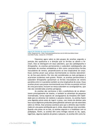 e-Tec Brasil/CEMF/Unimontes Vigilância em Saúde92
Figura 54: Divisão do corpo da aranha.
Fonte: Disponível em: <http://www.portalsaofrancisco.com.br/alfa/aracnideos/classe-
aracnidea-15.php>. Acesso em: 27/10/2011.
Falaremos agora sobre os dois grupos de aranhas segundo a
posição das quelíceras e a direção que os ferrões se abrem e fe-
cham. Elas se distinguem em duas subordens, que são Labidognatha e
Ortognatha. As aranhas pertencentes à subordem Labidognatha são
chamadas de aranhas verdadeiras e têm como característica ferrões
inoculadores de veneno, perpendiculares ao eixo longitudinal do corpo.
Essas aranhas picam suas presas movimentando os mesmos lateralmen-
te, de fora para dentro. Por isto são consideradas as mais perigosas e
acarretam acidentes mais graves. Porém, as aranhas pertencentes à
subordem Ortognatha apresentam os ferrões inoculadores de veneno
paralelos entre si e paralelos também ao eixo longitudinal do corpo. Essas
aranhas picam suas presas movimentando seus ferrões na posição vertical
de cima para baixo; incluem-se nessa subordem as caranguejeiras, que
não são consideradas aranhas perigosas.
As aranhas são carnívoras e têm a preferência de se alimen-
tarem principalmente de insetos, e também se alimentam de pequenos
invertebrados. Certas espécies de caranguejeiras da Amazônia têm habili-
dade para se alimentar de roedores e pássaros menores. As aranhas fazem
uma digestão prévia antes de ingerir a presa, com intuito de eliminar pela
boca sucos digestivos produzidos pelas glândulas salivares que são alastrados
sobre as vítimas. Esse processo acontece para que o alimento seja transfor-
mado em uma pasta semilíquida que é, então, absorvida por esse aracnídeo.
Quando uma presa cai na teia, as aranhas seguram e a imobilizam com os
pedipalpos. Porém, as aranhas têm como inimigos naturais as rãs, sapos,
lagartixas, algumas espécies de peixes e pássaros. As aranhas têm como ha-
 
