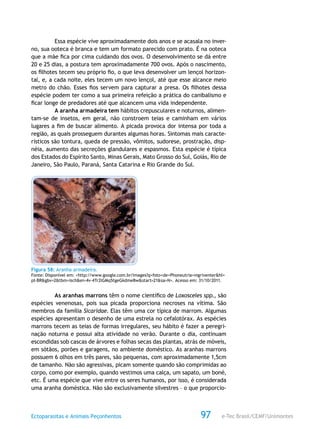 e-Tec Brasil/CEMF/UnimontesEctoparasitas e Animais Peçonhentos 97
Essa espécie vive aproximadamente dois anos e se acasala no inver-
no, sua ooteca é branca e tem um formato parecido com prato. É na ooteca
que a mãe fica por cima cuidando dos ovos. O desenvolvimento se dá entre
20 e 25 dias, a postura tem aproximadamente 700 ovos. Após o nascimento,
os filhotes tecem seu próprio fio, o que leva desenvolver um lençol horizon-
tal, e, a cada noite, eles tecem um novo lençol, até que esse alcance meio
metro do chão. Esses fios servem para capturar a presa. Os filhotes dessa
espécie podem ter como a sua primeira refeição a prática do canibalismo e
ficar longe de predadores até que alcancem uma vida independente.
A aranha armadeira tem hábitos crepusculares e noturnos, alimen-
tam-se de insetos, em geral, não constroem teias e caminham em vários
lugares a fim de buscar alimento. A picada provoca dor intensa por toda a
região, as quais prosseguem durantes algumas horas. Sintomas mais caracte-
rísticos são tontura, queda de pressão, vômitos, sudorese, prostração, disp-
néia, aumento das secreções glandulares e espasmos. Esta espécie é típica
dos Estados do Espírito Santo, Minas Gerais, Mato Grosso do Sul, Goiás, Rio de
Janeiro, São Paulo, Paraná, Santa Catarina e Rio Grande do Sul.
Figura 58: Aranha armadeira.
Fonte: Disponível em: <http://www.google.com.br/images?q=foto+de+Phoneutria+nigriventer&hl=
pt-BR&gbv=2&tbm=isch&ei=4v-4Tr2lGMq5tgeGkdmeBw&start=21&sa=N>. Acesso em: 31/10/2011.
As aranhas marrons têm o nome científico de Loxosceles spp., são
espécies venenosas, pois sua picada proporciona necroses na vítima. São
membros da família Sicaridae. Elas têm uma cor típica de marrom. Algumas
espécies apresentam o desenho de uma estrela no cefalotórax. As espécies
marrons tecem as teias de formas irregulares, seu hábito é fazer a peregri-
nação noturna e possui alta atividade no verão. Durante o dia, continuam
escondidas sob cascas de árvores e folhas secas das plantas, atrás de móveis,
em sótãos, porões e garagens, no ambiente doméstico. As aranhas marrons
possuem 6 olhos em três pares, são pequenas, com aproximadamente 1,5cm
de tamanho. Não são agressivas, picam somente quando são comprimidas ao
corpo, como por exemplo, quando vestimos uma calça, um sapato, um boné,
etc. É uma espécie que vive entre os seres humanos, por isso, é considerada
uma aranha doméstica. Não são exclusivamente silvestres – o que proporcio-
 