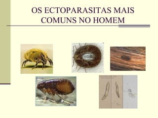 OS ECTOPARASITAS MAIS COMUNS NO HOMEM 