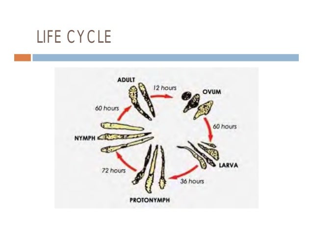 Human Demodex Mite: The Versatile Mite of Dermatological ...
