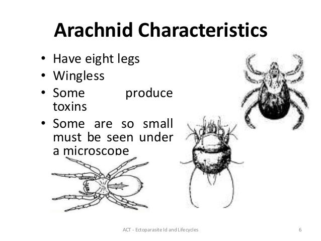 ENDOPARASITES Y ECTOPARASITOS PDF ENDOPARASITES Y ECTOPARASITOS PDF