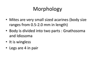 Morphology
• Mites are very small sized acarines (body size
ranges from 0.5-2.0 mm in length)
• Body is divided into two parts : Gnathosoma
and Idiosoma
• It is wingless
• Legs are 4 in pair
 
