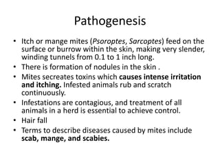 Pathogenesis
• Itch or mange mites (Psoroptes, Sarcoptes) feed on the
surface or burrow within the skin, making very slender,
winding tunnels from 0.1 to 1 inch long.
• There is formation of nodules in the skin .
• Mites secreates toxins which causes intense irritation
and itching. Infested animals rub and scratch
continuously.
• Infestations are contagious, and treatment of all
animals in a herd is essential to achieve control.
• Hair fall
• Terms to describe diseases caused by mites include
scab, mange, and scabies.
 