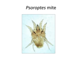 Psoroptes mite
 