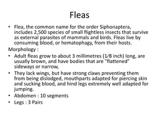 Fleas
• Flea, the common name for the order Siphonaptera,
includes 2,500 species of small flightless insects that survive
as external parasites of mammals and birds. Fleas live by
consuming blood, or hematophagy, from their hosts.
Morphology :
• Adult fleas grow to about 3 millimetres (1⁄8 inch) long, are
usually brown, and have bodies that are "flattened"
sideways or narrow,
• They lack wings, but have strong claws preventing them
from being dislodged, mouthparts adapted for piercing skin
and sucking blood, and hind legs extremely well adapted for
jumping.
• Abdomen : 10 segments
• Legs : 3 Pairs
 
