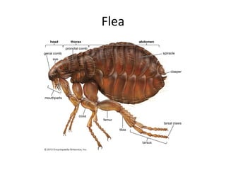 Flea
 