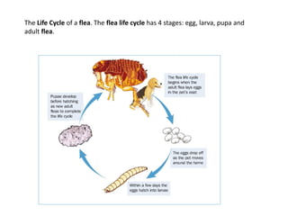The Life Cycle of a flea. The flea life cycle has 4 stages: egg, larva, pupa and
adult flea.
 