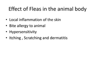 Effect of Fleas in the animal body
• Local inflammation of the skin
• Bite allergy to animal
• Hypersensitivity
• Itching , Scratching and dermatitis
 