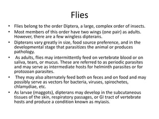 Flies
• Flies belong to the order Diptera, a large, complex order of insects.
• Most members of this order have two wings (one pair) as adults.
However, there are a few wingless dipterans.
• Dipterans vary greatly in size, food source preference, and in the
developmental stage that parasitizes the animal or produces
pathology.
• As adults, flies may intermittently feed on vertebrate blood or on
saliva, tears, or mucus. These are referred to as periodic parasites
and may serve as intermediate hosts for helminth parasites or for
protozoan parasites.
• They may also alternately feed both on feces and on food and may
possibly serve as vectors for bacteria, viruses, spirochetes,
chlamydiae, etc.
• As larvae (maggots), dipterans may develop in the subcutaneous
tissues of the skin, respiratory passages, or GI tract of vertebrate
hosts and produce a condition known as myiasis.
 