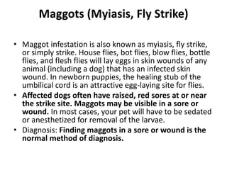 Maggots (Myiasis, Fly Strike)
• Maggot infestation is also known as myiasis, fly strike,
or simply strike. House flies, bot flies, blow flies, bottle
flies, and flesh flies will lay eggs in skin wounds of any
animal (including a dog) that has an infected skin
wound. In newborn puppies, the healing stub of the
umbilical cord is an attractive egg-laying site for flies.
• Affected dogs often have raised, red sores at or near
the strike site. Maggots may be visible in a sore or
wound. In most cases, your pet will have to be sedated
or anesthetized for removal of the larvae.
• Diagnosis: Finding maggots in a sore or wound is the
normal method of diagnosis.
 