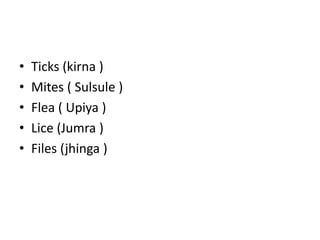 • Ticks (kirna )
• Mites ( Sulsule )
• Flea ( Upiya )
• Lice (Jumra )
• Files (jhinga )
 