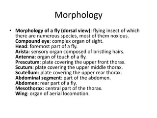 Morphology
• Morphology of a fly (dorsal view): flying insect of which
there are numerous species, most of them noxious.
Compound eye: complex organ of sight.
Head: foremost part of a fly.
Arista: sensory organ composed of bristling hairs.
Antenna: organ of touch of a fly.
Prescutum: plate covering the upper front thorax.
Scutum: plate covering the upper middle thorax.
Scutellum: plate covering the upper rear thorax.
Abdominal segment: part of the abdomen.
Abdomen: rear part of a fly.
Mesothorax: central part of the thorax.
Wing: organ of aerial locomotion.
 