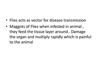 • Flies acts as vector for disease transmission
• Maggots of Flies when infested in animal ,
they feed the tissue layer around.. Damage
the organ and multiply rapidly which is painful
to the animal
 
