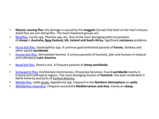 • Myiasis causing flies: the damage is caused by the maggots (larvae) that feed on the host's tissues.
Adult flies are non-biting flies. The most important groups are:
• Blowflies, Lucilia spp, Phormia spp, etc. One of the most damaging external parasites
of sheep in Australia, New Zealand, UK, Ireland and South Africa. Significant resistance problems.
• Horse bot flies, Gasterophilus spp. A common gastrointestinal parasite of horses, donkeys and
other equids worldwide.
• Human bot flies, Dermatobia hominis. A serious parasite of livestock, pets and humans in tropical
and subtropical Latin America.
• Nasal bot flies, Oestrus ovis. A frequent parasite of sheep worldwide.
• Screwworm flies, Cochliomyia hominivorax, Chrysomya bezziana. Found worldwide mainly in
tropical and subtropical regions. The most damaging myiasis of livestock. Has been eradicated in
North America and parts of Central America.
• Warble flies, cattle grubs, Hypoderma spp. Frequent in the Northern Hemisphere on cattle.
• Wohlfahrtia magnifica. Frequent around the Mediterranean and Asia, mainly on sheep.
 