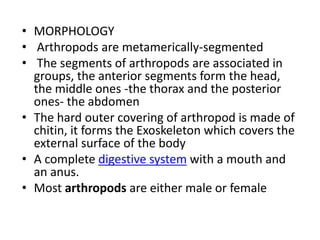 • MORPHOLOGY
• Arthropods are metamerically-segmented
• The segments of arthropods are associated in
groups, the anterior segments form the head,
the middle ones -the thorax and the posterior
ones- the abdomen
• The hard outer covering of arthropod is made of
chitin, it forms the Exoskeleton which covers the
external surface of the body
• A complete digestive system with a mouth and
an anus.
• Most arthropods are either male or female
 
