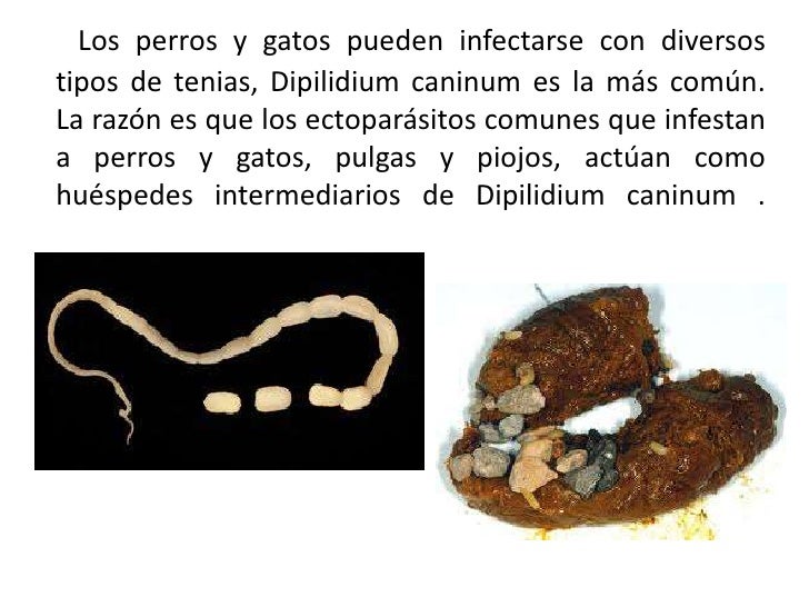 Ectoparasitos