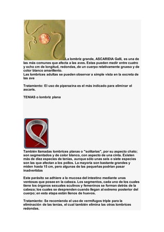 La lombriz grande, ASCARIDIA Galli, es una de
las más comunes que afecta a las aves. Estas pueden medir entre cuatro
y ocho cm de longitud, redondas, de un cuerpo relativamente grueso y de
color blanco amarillento.
Las lombrices adultas se pueden observar a simple vista en la excreta de
las ave
Tratamiento: El uso de piperazina es el más indicado para eliminar el
ascaris.
TENIAS o lombriz plana
También llamadas lombrices planas o "solitarias", por su aspecto chato;
son segmentados y de color blanco, con aspecto de una cinta. Existen
más de diez especies de tenias, aunque sólo unas seis o siete especies
son las que afectan a los pollos. La mayoría son bastante grandes y
miden hasta 15 cm, pero algunas de las pequeñas podrían pasar
inadvertidas
Este parásito se adhiere a la mucosa del intestino mediante unas
ventosas que posee en la cabeza. Los segmentos, cada uno de los cuales
tiene los órganos sexuales sculinos y femeninos se forman detrás de la
cabeza; los cuales se desprenden cuando llegan al extremo posterior del
cuerpo; en esta etapa están llenos de huevos.
Tratamiento: Se recomienda el uso de vermífugos triple para la
eliminación de las tenias, el cual también elimina las otras lombrices
redondas.
 