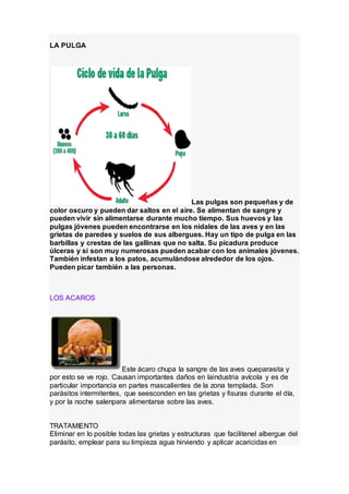 LA PULGA
Las pulgas son pequeñas y de
color oscuro y pueden dar saltos en el aire. Se alimentan de sangre y
pueden vivir sin alimentarse durante mucho tiempo. Sus huevos y las
pulgas jóvenes pueden encontrarse en los nidales de las aves y en las
grietas de paredes y suelos de sus albergues. Hay un tipo de pulga en las
barbillas y crestas de las gallinas que no salta. Su picadura produce
úlceras y si son muy numerosas pueden acabar con los animales jóvenes.
También infestan a los patos, acumulándose alrededor de los ojos.
Pueden picar también a las personas.
LOS ACAROS
Este ácaro chupa la sangre de las aves queparasita y
por esto se ve rojo. Causan importantes daños en laindustria avícola y es de
particular importancia en partes mascalientes de la zona templada. Son
parásitos intermitentes, que seesconden en las grietas y fisuras durante el día,
y por la noche salenpara alimentarse sobre las aves.
TRATAMIENTO
Eliminar en lo posible todas las grietas y estructuras que facilitenel albergue del
parásito, emplear para su limpieza agua hirviendo y aplicar acaricidas en
 