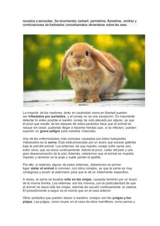 rociados o aerosoles. Se recomienda: carbaril, permetrina, flumetrina, amitraz y
combinaciones de fosforados concarbamatos alimentarse sobre las aves
La mayoría de los roedores, tanto en cautividad como en libertad pueden
ser infestados por parásitos, y el conejo no es una excepción. Es importante
detectar lo antes posible si nuestro conejo ha sido atacado por alguno, ya que
el picor que resulta de los ataques de estos parásitos hace que el animal se
rasque sin cesar, pudiendo llegar a hacerse heridas que, si se infectan, pueden
suponer un grave peligro para nuestras mascotas.
Una de las enfermedades más comunes causadas por estos huéspedes
indeseados es la sarna. Ésta está provocada por un ácaro que excava galerías
bajo la piel del animal. Los síntomas de que nuestro conejo sufre sarna son,
entre otros, que se rasca continuamente debido al picor, caída del pelo y una
gran desescamación de la piel. Además, notaremos que el animal se muestra
inquieto y nervioso en la jaula y suele perder el apetito.
Por ello, si notamos alguno de estos síntomas, deberemos en primer
lugar aislar al animal si conviven con otros conejos, ya que la sarna es muy
contagiosa y acudir al veterinario para que le dé un tratamiento específico.
A veces, la sarna se localiza sólo en las orejas, causada también por un ácaro
de la misma familia. Los síntomas son los mismos, con la particularidad de que
el animal se rasca sólo las orejas, además de sacudir continuamente la cabeza.
El procedimiento a seguir es el mismo que en el caso anterior.
Otros parásitos que pueden atacar a nuestros conejos son las pulgas y los
piojos. Las pulgas, como ocurre en el caso de otros mamíferos como perros y
 