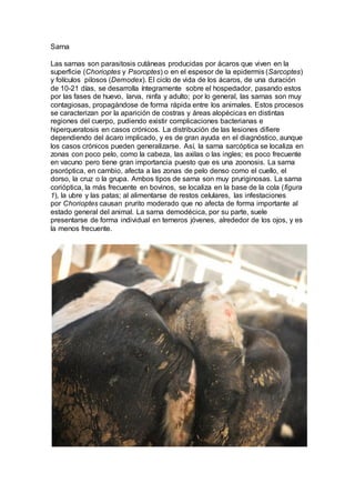 Sarna
Las sarnas son parasitosis cutáneas producidas por ácaros que viven en la
superficie (Chorioptes y Psoroptes) o en el espesor de la epidermis (Sarcoptes)
y folículos pilosos (Demodex). El ciclo de vida de los ácaros, de una duración
de 10-21 días, se desarrolla íntegramente sobre el hospedador, pasando estos
por las fases de huevo, larva, ninfa y adulto; por lo general, las sarnas son muy
contagiosas, propagándose de forma rápida entre los animales. Estos procesos
se caracterizan por la aparición de costras y áreas alopécicas en distintas
regiones del cuerpo, pudiendo existir complicaciones bacterianas e
hiperqueratosis en casos crónicos. La distribución de las lesiones difiere
dependiendo del ácaro implicado, y es de gran ayuda en el diagnóstico, aunque
los casos crónicos pueden generalizarse. Así, la sarna sarcóptica se localiza en
zonas con poco pelo, como la cabeza, las axilas o las ingles; es poco frecuente
en vacuno pero tiene gran importancia puesto que es una zoonosis. La sarna
psoróptica, en cambio, afecta a las zonas de pelo denso como el cuello, el
dorso, la cruz o la grupa. Ambos tipos de sarna son muy pruriginosas. La sarna
corióptica, la más frecuente en bovinos, se localiza en la base de la cola (figura
1), la ubre y las patas; al alimentarse de restos celulares, las infestaciones
por Chorioptes causan prurito moderado que no afecta de forma importante al
estado general del animal. La sarna demodécica, por su parte, suele
presentarse de forma individual en terneros jóvenes, alrededor de los ojos, y es
la menos frecuente.
 