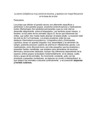 La sarna corióptica es muy común en bovinos, y aparece con mayor frecuencia
en la base de la cola.
Pediculosis
Los piojos que afectan al ganado vacuno son altamente específicos y
pertenecen a dos grandes grupos, picadores (ordenAnoplura) y masticadores
(orden Mallophaga). Son parásitos permanentes pues su ciclo vital se
desarrolla íntegramente sobre el hospedador. Las hembras ponen huevos, o
liendres, en los pelos de los animales (figura 2), de los que eclosionan las
ninfas, que sufren tres mudas hasta alcanzar el estado adulto. La duración total
de ciclo es de 3 a 6 semanas. Los piojos picadores, entre los que
destacan Haematopinus eurysternus, Linognathus vituli y Solenopotes
capillatus, tienen un aparato chupador muy desarrollado y se alimentan de
sangre, pudiendo provocar cuadros de anemia en infestaciones graves. Los
masticadores, como Bovicola bovis, son más pequeños que los picadores y
presentan fuertes mandíbulas que emplean para alimentarse de escamas
dérmicas y secreciones sebáceas. Aunque hay diferencias dependiendo de la
especie, ambos grupos se localizan fundamentalmente en la cabeza, cuello,
dorso y grupa de los animales. Su movimiento constante, junto con las
picaduras y pequeñas mordeduras, se traducen en prurito e intranquilidad, lo
que obliga a los animales a rascarse continuamente, y se ocasionan alopecias
y heridas cutáneas.
 