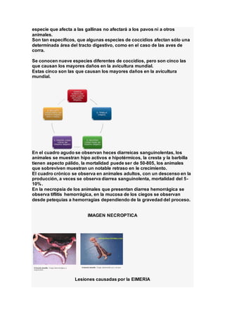 especie que afecta a las gallinas no afectará a los pavos ni a otros
animales.
Son tan específicos, que algunas especies de coccidios afectan sólo una
determinada área del tracto digestivo, como en el caso de las aves de
corra.
Se conocen nueve especies diferentes de coccidios, pero son cinco las
que causan los mayores daños en la avicultura mundial.
Estas cinco son las que causan los mayores daños en la avicultura
mundial.
En el cuadro agudo se observan heces diarreicas sanguinolentas, los
animales se muestran hipo activos e hipotérmicos, la cresta y la barbilla
tienen aspecto pálido, la mortalidad puede ser de 50-805, los animales
que sobreviven muestran un notable retraso en le crecimiento.
El cuadro crónico se observa en animales adultos, con un descenso en la
producción, a veces se observa diarrea sanguinolenta, mortalidad del 5-
10%.
En la necropsia de los animales que presentan diarrea hemorrágica se
observa tiflitis hemorrágica, en la mucosa de los ciegos se observan
desde petequias a hemorragias dependiendo de la gravedad del proceso.
IMAGEN NECROPTICA
Lesiones causadas por la EIMERIA
 