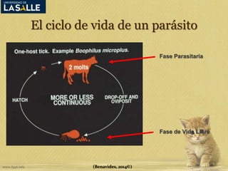El ciclo de vida de un parásito 
(Benavides, 2014©) 
Fase Parasitaria 
Fase de Vida Libre 
 