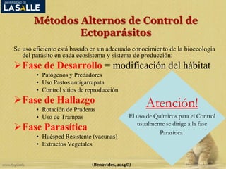 Métodos Alternos de Control de 
Ectoparásitos 
Su uso eficiente está basado en un adecuado conocimiento de la bioecología 
del parásito en cada ecosistema y sistema de producción: 
Fase de Desarrollo = modificación del hábitat 
• Patógenos y Predadores 
• Uso Pastos antigarrapata 
• Control sitios de reproducción 
Fase de Hallazgo 
• Rotación de Praderas 
• Uso de Trampas 
(Benavides, 2014©) 
Fase Parasítica 
• Huésped Resistente (vacunas) 
• Extractos Vegetales 
Atención! 
El uso de Químicos para el Control 
usualmente se dirige a la fase 
Parasítica 
 