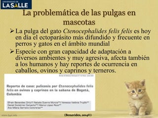 La problemática de las pulgas en 
mascotas 
La pulga del gato Ctenocephalides felis felis es hoy 
en día el ectoparásito más difundido y frecuente en 
perros y gatos en el ámbito mundial 
 Especie con gran capacidad de adaptación a 
diversos ambientes y muy agresiva, afecta también 
a los humanos y hay reportes de ocurrencia en 
caballos, ovinos y caprinos y terneros. 
(Benavides, 2014©) 
 