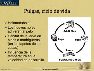 Pulgas, ciclo de vida 
 Holometábolo 
 Los huevos no se 
adhieren al pelo 
 Hábitat de la larva en 
nidos o madrigueras 
(en los tapetes de las 
casas) 
 Influencia de la 
temperatura en la 
velocidad de desarrollo 
(Benavides, 2014©) 
 