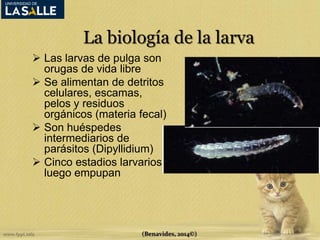 La biología de la larva 
 Las larvas de pulga son 
orugas de vida libre 
 Se alimentan de detritos 
celulares, escamas, 
pelos y residuos 
orgánicos (materia fecal) 
 Son huéspedes 
intermediarios de 
parásitos (Dipyllidium) 
 Cinco estadios larvarios, 
luego empupan 
(Benavides, 2014©) 
 