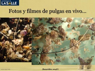 Fotos y filmes de pulgas en vivo… 
(Benavides, 2014©) 
 