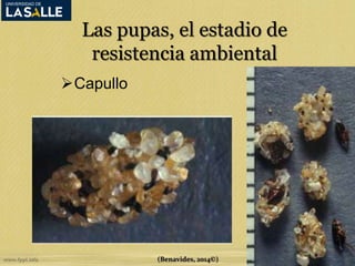 Las pupas, el estadio de 
resistencia ambiental 
Capullo 
(Benavides, 2014©) 
 