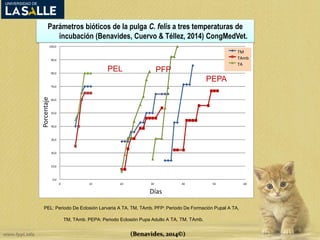 Parámetros bióticos de la pulga C. felis a tres temperaturas de 
incubación (Benavides, Cuervo & Téllez, 2014) CongMedVet. 
100,0 
90,0 
80,0 
70,0 
60,0 
50,0 
40,0 
30,0 
20,0 
10,0 
PEL: Periodo De Eclosión Larvaria A TA, TM, TAmb. PFP: Periodo De Formación Pupal A TA, 
TM, TAmb. PEPA: Periodo Eclosión Pupa Adulto A TA, TM, TAmb. 
0,0 
0 10 20 30 40 50 60 
Porcentaje 
Días 
TM 
TAmb 
TA 
PEL PFP 
PEPA 
(Benavides, 2014©) 
 