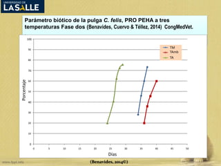 Parámetro biótico de la pulga C. felis, PRO PEHA a tres 
temperaturas Fase dos (Benavides, Cuervo & Téllez, 2014) CongMedVet. 
. 
100 
90 
80 
70 
60 
50 
40 
30 
20 
10 
0 
TM 
0 5 10 15 20 25 30 35 40 45 50 
Porcentaje 
Días 
TAmb 
TA 
(Benavides, 2014©) 
 