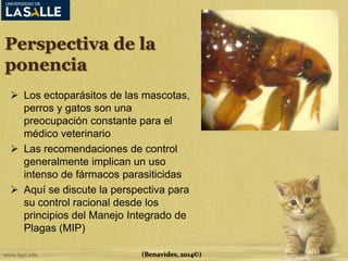 Perspectiva de la 
ponencia 
 Los ectoparásitos de las mascotas, 
perros y gatos son una 
preocupación constante para el 
médico veterinario 
 Las recomendaciones de control 
generalmente implican un uso 
intenso de fármacos parasiticidas 
 Aquí se discute la perspectiva para 
su control racional desde los 
principios del Manejo Integrado de 
Plagas (MIP) 
(Benavides, 2014©) 
 