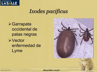 Ixodes pacificus 
Garrapata 
occidental de 
patas negras 
Vector 
enfermedad de 
Lyme 
(Benavides, 2014©) 
 