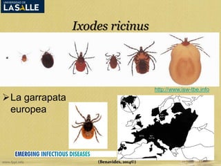 Ixodes ricinus 
La garrapata 
europea 
(Benavides, 2014©) 
http://www.isw-tbe.info 
 