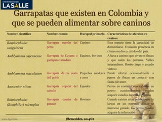 Garrapatas que existen en Colombia y 
que se pueden alimentar sobre caninos 
Nombre científico Nombre común Huésped primario Características de afección en 
(Benavides, 2014©) 
caninos 
Rhipicephalus 
sanguineus 
Garrapata marrón del 
perro 
Caninos Esta especie tiene la capacidad de 
domiciliarse. Frecuente presencia en 
climas medios y cálidos del país. 
Amblyomma cajennense Garrapata de Cayena o 
garrapata venadera 
Equinos, bovinos Afecta a caninos que viven en fincas 
y que salen los potreros. Valles 
interandinos. Rostro largo y escudo 
vistoso. 
Amblyomma maculatum Garrapata de la costa 
del golfo 
Pequeños roedores 
y aves 
Puede afectar ocasionalmente a 
perros de fincas en contacto con 
fauna silvestre. 
Anocentor nitens Garrapata tropical del 
caballo 
Équidos Perros en contacto con caballos en 
potreo ocasionalmente pueden 
adquirir estadios larvarios y ninfas 
Rhipicephalus 
(Boophilus) microplus 
Garrapata común de 
ganado 
Bovinos Cuando existen altas poblaciones de 
larvas en los potreros donde se 
mantiene ganado, los perros pueden 
adquirir la infestación 
 