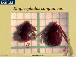 Rhipicephalus sanguineus 
(Benavides, 2014©) 
 