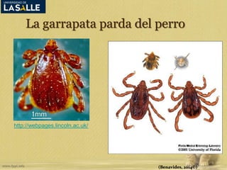 La garrapata parda del perro 
(Benavides, 2014©) 
http://webpages.lincoln.ac.uk/ 
 